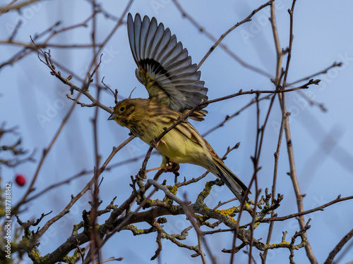 Vogel im Baum beim Abflug