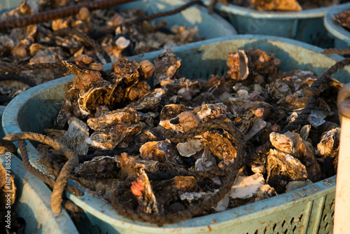 Wallpaper Mural Freshly Harvested Oysters in the Morning Sun Torontodigital.ca