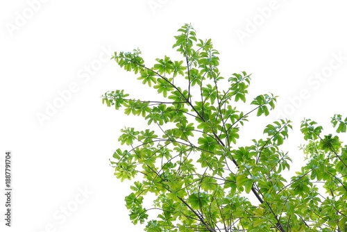 A tropical tree with leaves branches on white isolated background for green foliage backdrop  © Oradige59