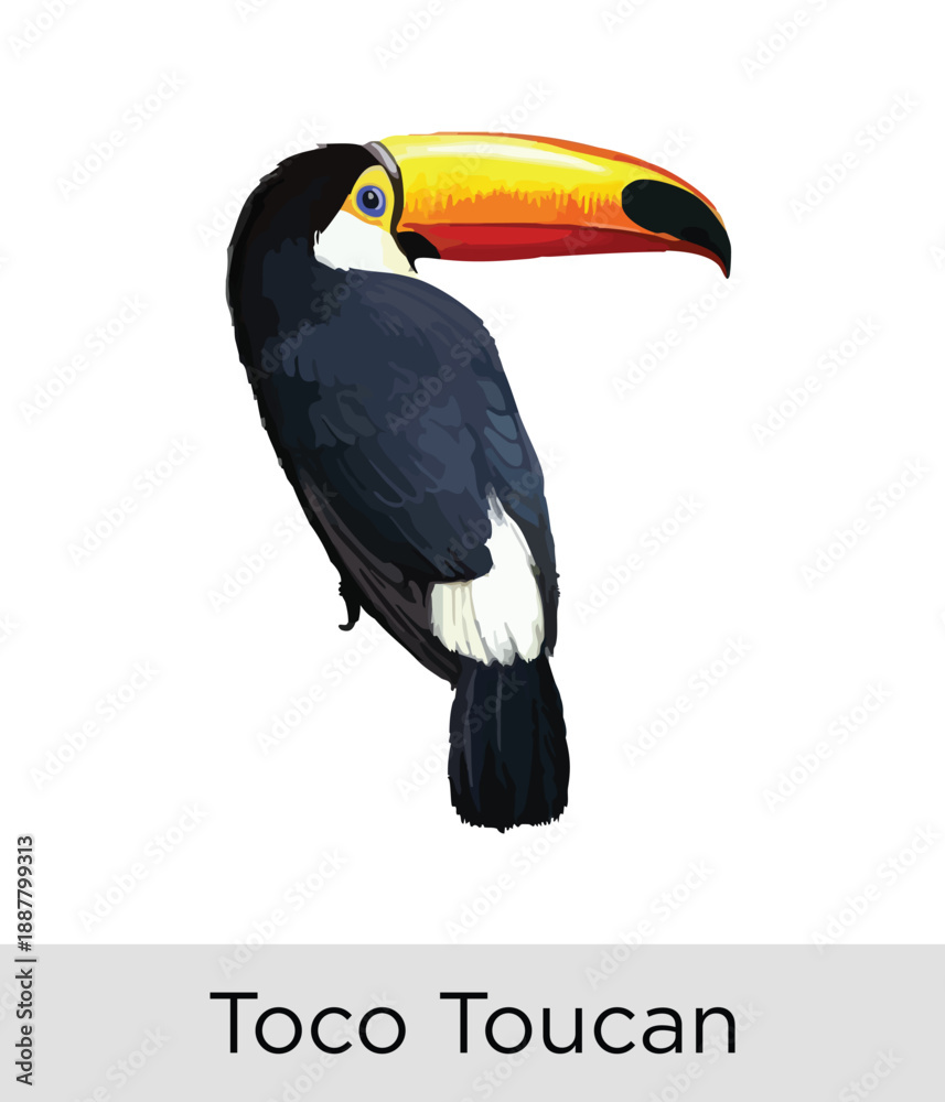 Naklejka premium Toco Toucan Bird - Tropical Wildlife Vector EPS