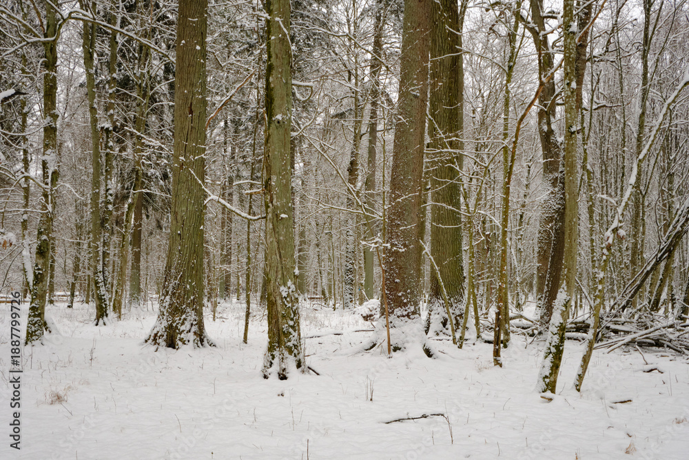 Fototapeta premium Wintertime landscape of snowy deciduous stand