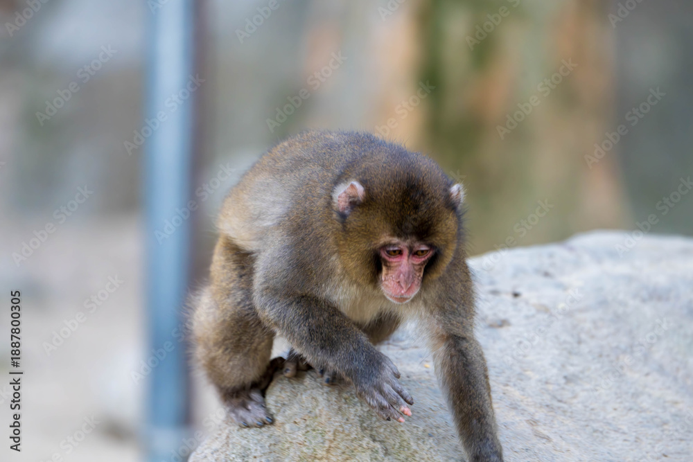 Fototapeta premium 下を向く子猿