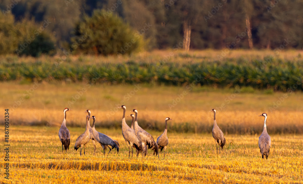 Obraz premium Cranes(Grus grus) in summertime sunset light