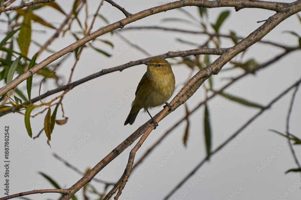 Obraz premium Mosquitero común (Phylloscopus collybita)