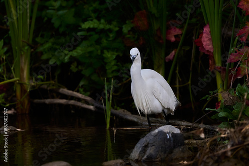 garza blanca (Ardea alba) en el estanque