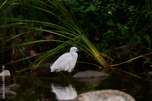 Bild auf Leinwand garza blanca (Ardea alba) en el estanque