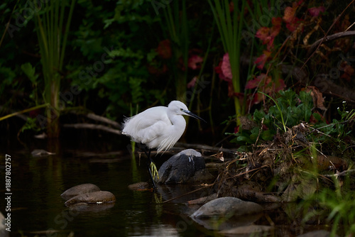 garza blanca (Ardea alba) en el estanque