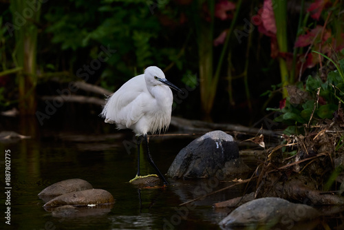 Tableau sur toile garza blanca (Ardea alba) en el estanque