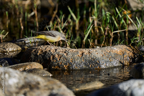 Lavandera cascadeña (Motacilla cinerea) en el estanque del parque 
