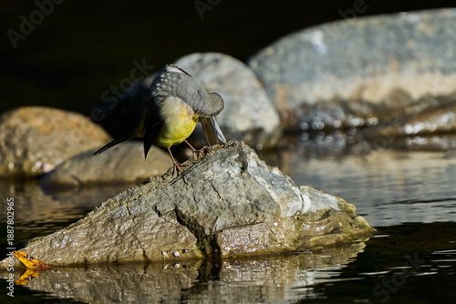 Lavandera cascadeña (Motacilla cinerea) en el estanque del parque 