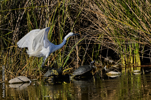 Photos garza blanca (Ardea alba) en el estanque