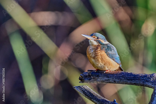 Martín pescador común (Alcedo atthis) en el posadero preparado para pescar 