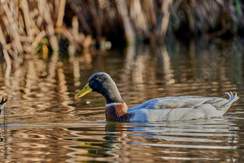  Ánade Real o Azulón (Anas platyrhynchos)
