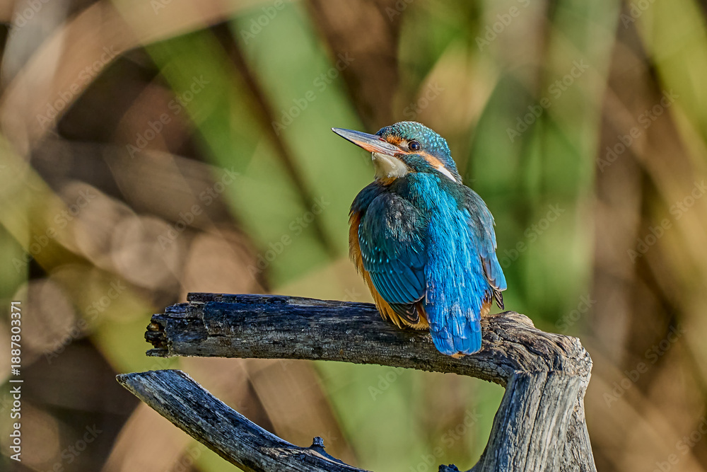 Obraz premium Martín pescador común (Alcedo atthis) en el posadero preparado para pescar 