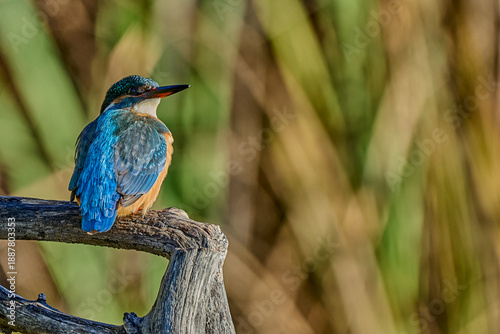 Martín pescador común (Alcedo atthis) en el posadero preparado para pescar 