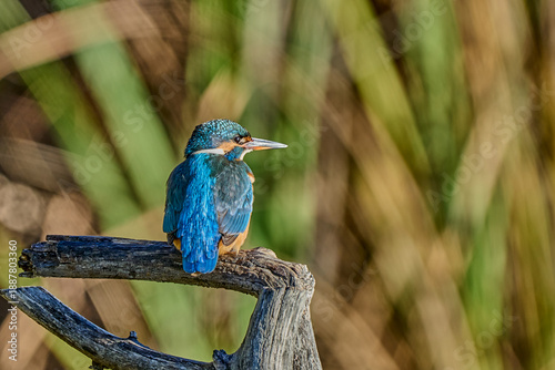 Martín pescador común (Alcedo atthis) en el posadero preparado para pescar 