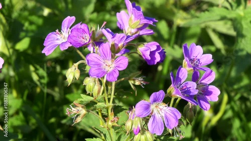 Bright blue delicate small flowers of the wild geranium plant in a clearing on a summer day.
