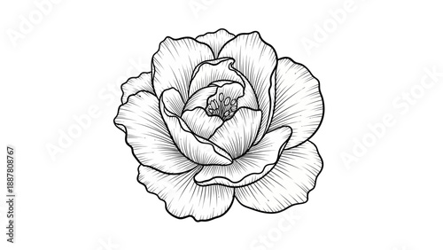 Detailed Black and White Peony Flower.