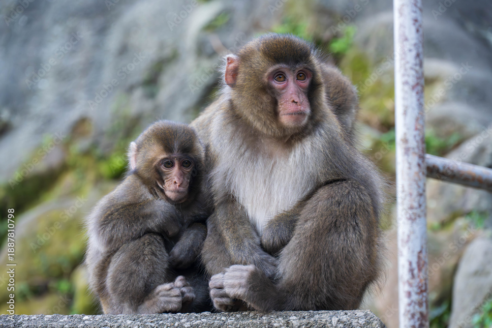 Naklejka premium 寄り添う親子の猿