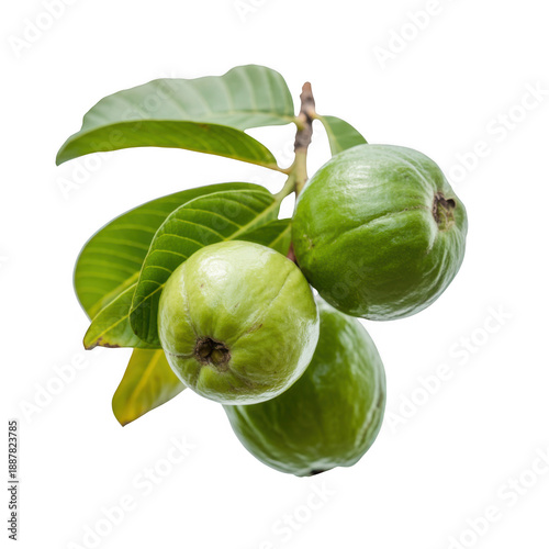 A cluster of three fresh green guavas hanging from a leafy branch, isolated on transparent background 