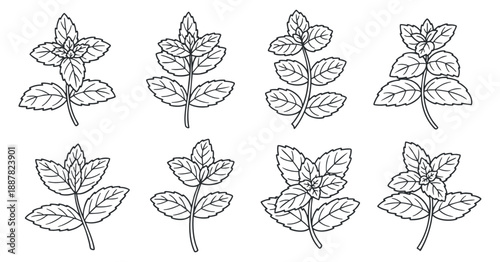 A collection of mint leaves in detailed outline vector style, suitable for botanical illustrations and culinary designs