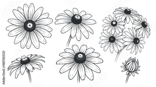 A collection of hand-drawn daisies in black and white outline style, perfect for floral designs and botanical illustrations