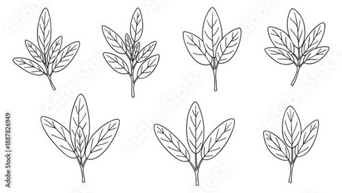 A collection of various leaf designs in outline minimalist vector style, suitable for nature-themed projects and eco-friendly branding