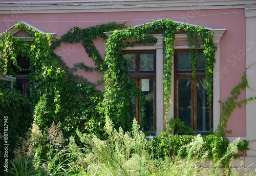 a window on an old house overgrown with ivy