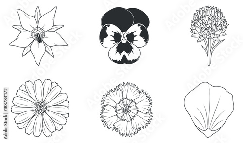 A collection of six different flower illustrations in black and white outline vector style, perfect for floral designs and decoration