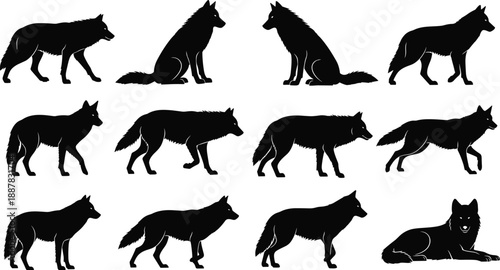 Set of twelve black wolf silhouettes in various poses, including walking, running and sitting, isolated on white background for wildlife design (20 words)