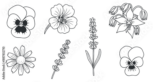 A collection of six hand-drawn flower illustrations including pansies, daisies, and lavender in black and white outline style, perfect for botanical designs and creative projects