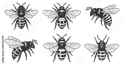 A collection of six hand-drawn bees in black and white vector style, suitable for nature and beekeeping projects