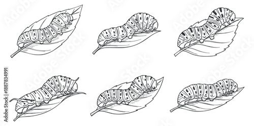 A collection of six illustrated caterpillars resting on leaves in black and white outline vector style, suitable for educational and artistic projects