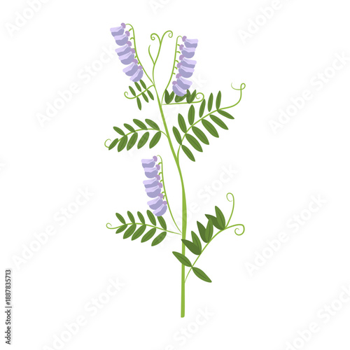 Tableau sur toile Hairy Vetch (Vicia villosa) – Botanical Illustration of Purple Flowers and Compo