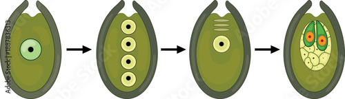 Formation of  female gametophyte in spruce. Sexual process in spruce from  microspore mother cell to female gametophyte with two archegonia.