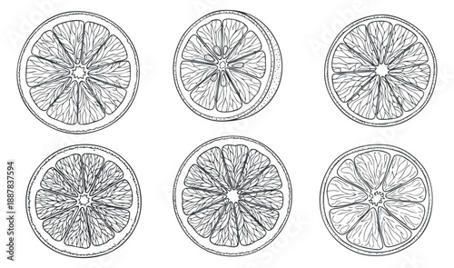A set of six orange fruit slices in black and white outline vector style, perfect for food-related designs and branding
