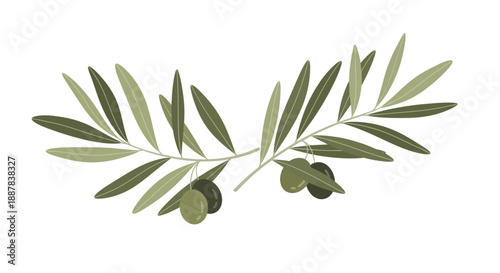 Isolated olive branch with green leaves and olives on a white background, showcasing a natural, lush texture and growth pattern.