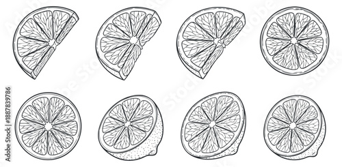 A collection of lime and lemon slices in black and white outline vector style, perfect for food and beverage design