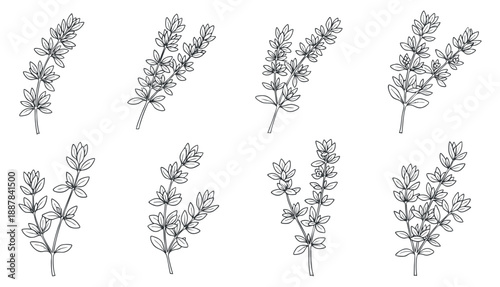 A set of botanical leaves and herbs in clean outline vector style, perfect for nature-themed designs and illustrations