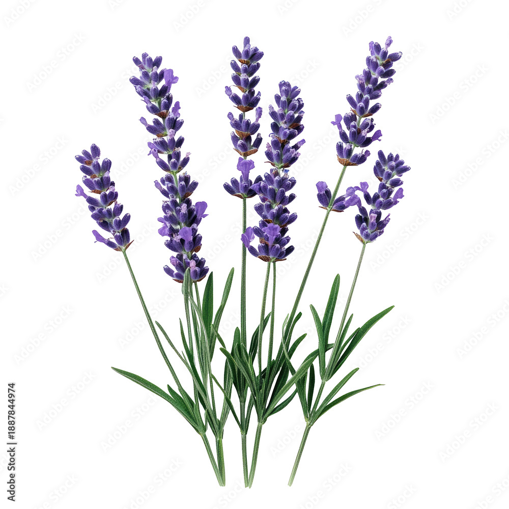 Naklejka premium Purple lavender flowers isolated on transparent background