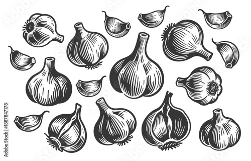 Collection of Fresh Garlic Bulbs and Cloves in Vintage Black and White Engraving Style