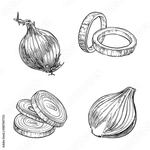 red onion vector line art hand drawn illustration set collection