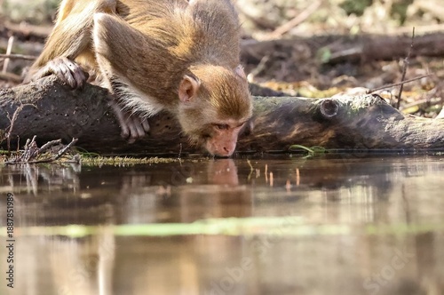 Photography Rhesus Macaques Taking a Sip from Calm Water