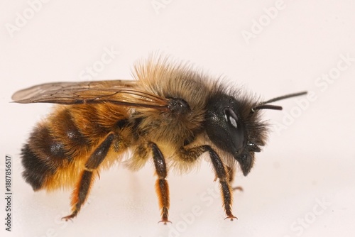 Detailed closeup on a female red mason bee , Osmia rufa on a white background