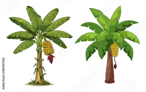 Set of two cartoon banana trees with fruit. Isolated tropical botanical icons on white background. Vector illustration