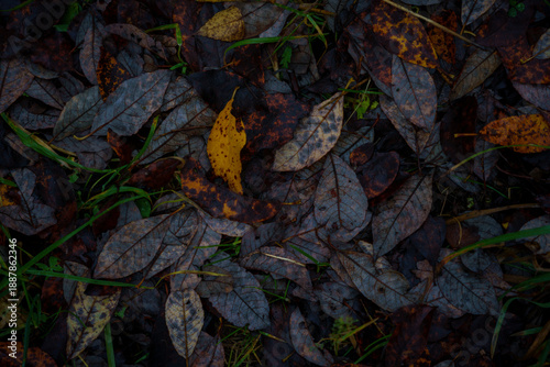 Wet fallen autumn leaves on forest ground, dark natural texture.Dark autumn leaf litter on forest ground after rain. Wet, decaying leaves in natural moody texture