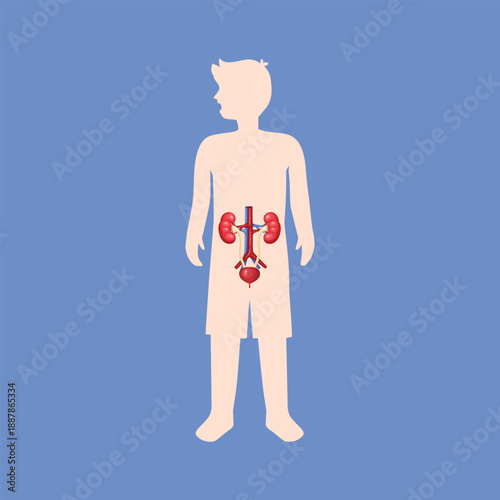 A medical illustration depicting the human kidney system to explain urinary function and internal organ anatomy.