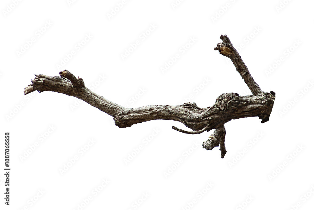 Fototapeta premium Natural branch, single branch, tree branch