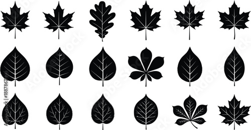 Set of black vector silhouettes of various tree leaves including maple oak and chestnut isolated on a white background for design.