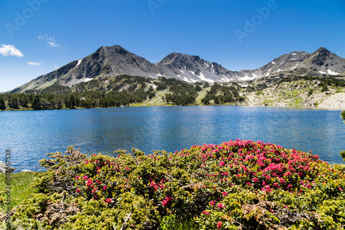 Bild auf Leinwand Rhododendrons ferrugineux en fleurs rose vif devant un lac et un paysage de montagnes avec névés
